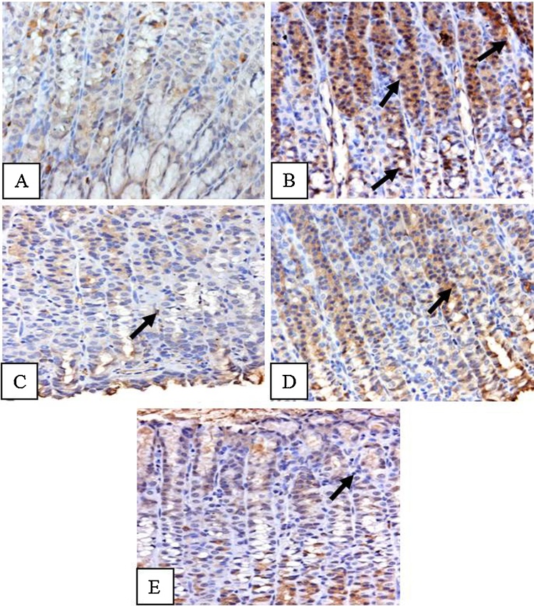 Fig. 9