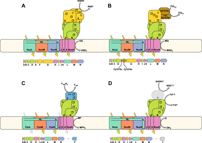 Fig. 1