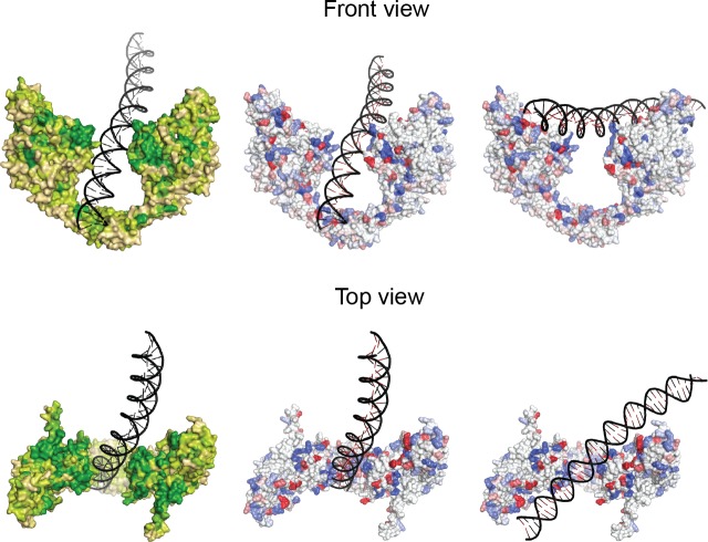 Figure 4—figure supplement 1.