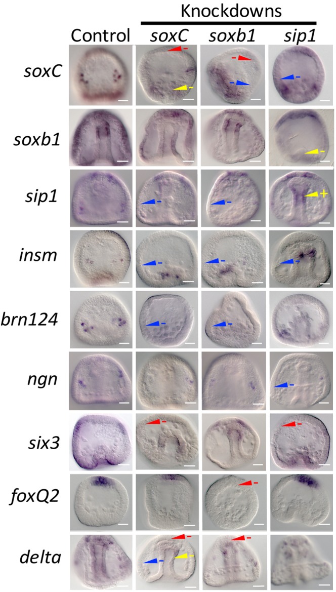 Fig. 5.