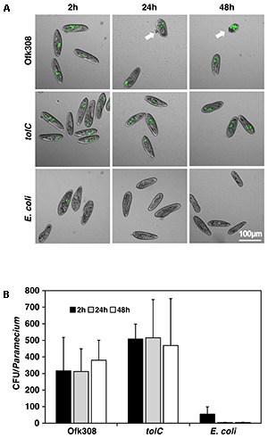 FIGURE 3