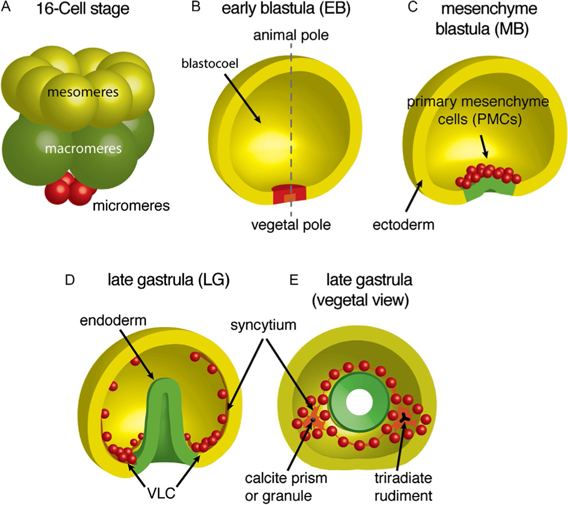 FIG. 1