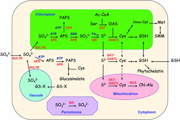 Figure 1.