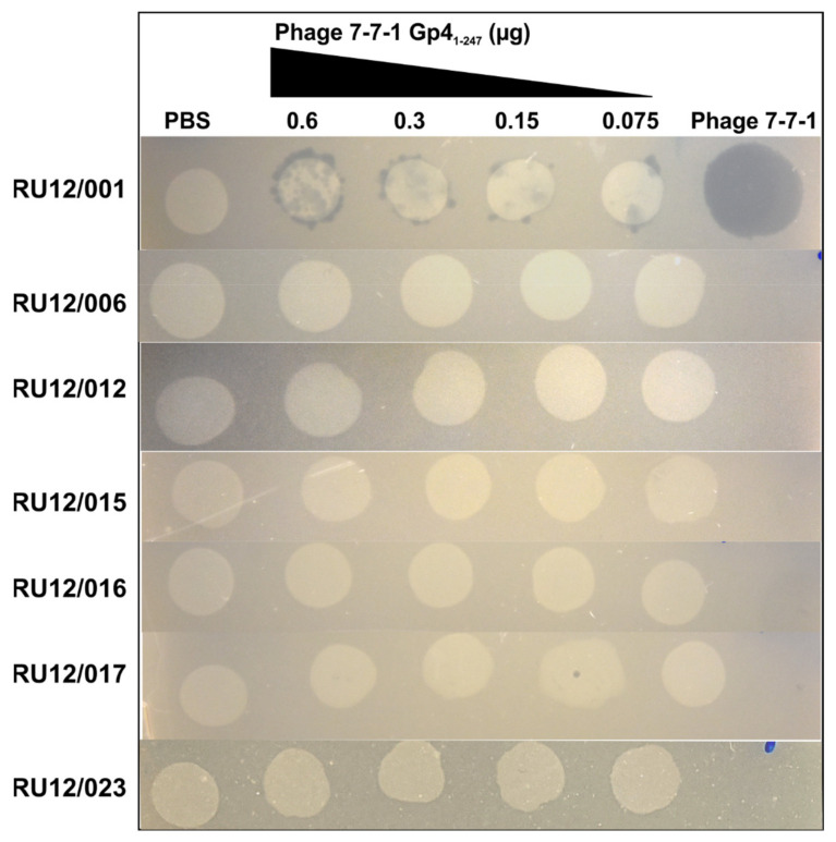 Figure 7