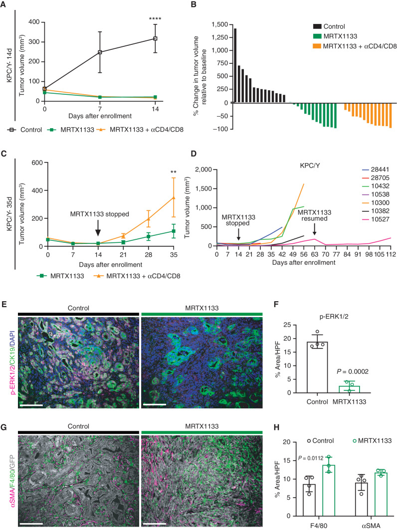 Figure 4. KRASG12D inhibition promotes tumor regressions in the autochthonous KPC/Y model. A, Tumor volumes (mm3) of KPC/Y tumors treated with vehicle control, MRTX1133, or MRTX1133 +αCD4/CD8. Growth curves show changes in tumor volume over 14 days of MRTX1133 treatment. n = 13–14/group. Each symbol represents the average tumor volume. Error bars, SEM. Statistics were determined using a two-way ANOVA with the Sidak multiple comparisons test with significance indicated (****, P < 0.0001). B, Waterfall plot of KPC/Y tumors in A treated with vehicle, MRTX1133, or MRTX1133 +αCD4/CD8 showing changes in tumor volume after 14 days of treatment. Each bar represents a single tumor. n = 13–14/group. C, Tumor volumes (mm3) of MRTX1133 and MRTX1133 +αCD4/CD8-treated KPC/Y tumors. Growth curves show changes in tumor volume over 14 days of MRTX1133 treatment and an additional 3 weeks of αCD4/CD8 in the T-cell depletion cohort. n = 6–8/group. Each symbol represents average tumor volume. Error bars, SEM. Statistics were determined using a two-way ANOVA with the Sidak multiple comparisons test with significance indicated (**, P < 0.01). D, Tumor volumes (mm3) of KPC/Y tumors (n = 7) treated with MRTX1133. Growth curves show changes in tumor volume over 14 days of MRTX1133 treatment and an additional 6 weeks off therapy. One mouse (10527) resumed MRTX1133 treatment at 63 days after enrollment and continued treatment for an additional 7 weeks. Each line represents a single tumor. E, Representative coimmunofluorescence images of p-ERK1/2, CK19, and DAPI in vehicle- and MRTX1133-treated KPC/Y tumors. Scale bars, 100 μm. Objective, 20×. F, Quantitation of p-ERK1/2 staining as percent area per HPF in control (n = 4) and MRTX1133-treated (n = 3) KPC/Y tumors. At least 3 fields of view were averaged per tumor. P values were determined by an unpaired Student t test. Error bars, indicate SD. G, Representative coimmunofluorescence images of αSMA, F4/80, and GFP in control- and MRTX1133-treated KPC/Y tumors. Scale bars, 100 μm. Objective, 20×. H, Quantitation of macrophages (F4/80+) and fibroblasts (αSMA+) as percent area per HPF in control- (n = 4) and MRTX1133-treated (n = 3) KPC/Y tumors. At least 3 fields of view were averaged per tumor. P values were determined using a two-way ANOVA with the Sidak multiple comparisons test. Error bars, SD.