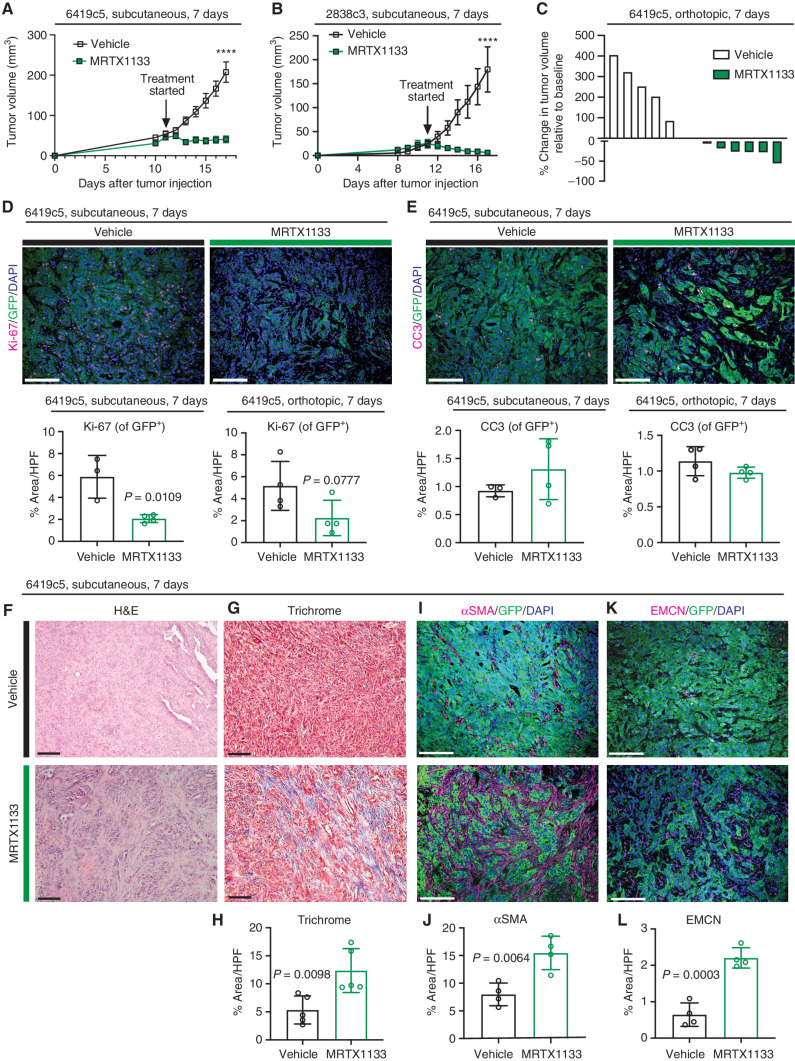 Figure 1. Pharmacologic inhibition of KRASG12D inhibits tumor growth and elicits changes in the tumor stroma in immunocompetent implantation PDAC models. A, Tumor volume (mm3) of vehicle- and MRTX1133-treated subcutaneous tumors (6419c5). Growth curves show change in tumor volume over 7 days of treatment. n = 10/group. Each symbol represents the average tumor volume. Error bars, SEM. Statistics were determined using a two-way ANOVA with the Sidak multiple comparisons test with significance indicated (****, P < 0.0001). Results are representative of 3 independent experiments. B, Tumor volume (mm3) of vehicle and MRTX1133-treated subcutaneous tumors (2838c3). Growth curves show change in tumor volume over 7 days of treatment. n = 7–8/group. Each symbol represents the average tumor volume. Error bars, SEM. Statistics were determined using a two-way ANOVA with the Sidak multiple comparisons test with significance indicated (****, P < 0.0001). Results are representative of 2 independent experiments. C, Waterfall plot of vehicle- and MRTX1133-treated orthotopic tumors (6419c5) showing a change in tumor volume after 7 days of treatment compared with baseline at day 0. Each bar represents a single tumor. n = 5–6/group. D, Representative coimmunofluorescence images of staining for Ki-67 (proliferation marker), GFP (tumor cell marker), and DAPI (nuclear counterstain) in vehicle- and MRTX1133-treated tumors (top). Quantitation of proliferating tumor cells (Ki-67 of GFP+) as a percent area per high power field (HPF) in vehicle- (n = 3) and MRTX1133-treated tumors (n = 4; bottom). At least 3 fields of view were averaged per tumor. P values were determined by an unpaired Student t test. Scale bars, 100 μm. Objective, 20×. E, Representative coimmunofluorescence images of cleaved caspase-3 (CC3), GFP, and DAPI in vehicle- and MRTX1133-treated tumors (top). Quantitation of apoptotic tumor cells (CC3 of GFP+) as percent area per HPF in vehicle- (n = 3) and MRTX1133-treated tumors (n = 4; bottom). At least 3 fields of view were averaged per tumor. P values were determined by an unpaired Student t test. Scale bars, 100 μm. Objective, 20×. F, Representative images of H&E staining of subcutaneous tumors (6419c5) following 7 days of treatment with vehicle or MRTX1133. Scale bars, 100 μm. Objective, 10×. G, Representative images of Masson's trichrome staining of vehicle- and MRTX1133-treated tumors. Scale bars, 100 μm. Objective, 10×. H, Quantitation of collagen deposition (blue stain) as percent area per HPF in vehicle- (n = 5) and MRTX1133-treated tumors (n = 5). At least 3 fields of view were averaged per tumor. P values were determined by an unpaired Student t test. Error bars, SD. I, Representative coimmunofluorescence images of alpha-smooth muscle actin (αSMA), GFP, and DAPI in vehicle- and MRTX1133-treated tumors. Scale bars, 100 μm. Objective, 20×. J, Quantitation of fibroblasts (αSMA+) as percent area per HPF in vehicle- (n = 4) and MRTX1133-treated tumors (n = 4). At least 3 fields of view were averaged per tumor. P values were determined by Student unpaired t test. Error bars, SD. K, Representative coimmunofluorescent images of endomucin (EMCN), GFP, and DAPI in vehicle- and MRTX1133-treated tumors. Scale bars, 100 μm. Objective, 20×. L, Quantitation of endothelial cells (EMCN+) as percent area per HPF in vehicle- (n = 4) and MRTX1133-treated tumors (n = 4). At least 3 fields of view were averaged per tumor. P values were determined by an unpaired Student t test. Error bars, SD.