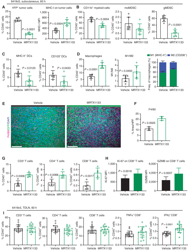 Figure 2. KRASG12D inhibition alters the tumor immune microenvironment. A–D, Flow cytometry of indicated cell subsets from 6419c5 (subcutaneous) tumors after 5 doses over 60 hours of vehicle (n = 6) or MRTX1133 (n = 6). Ratio of M1-like (MHC-II+) to M2-like (CD206+) macrophages in 6419c5 (subcutaneous) tumors after 5 doses of vehicle or MRTX1133 (D, middle). M1/M2 ratio plotted as the frequency of total macrophages (D, right). P values were determined by an unpaired Student t test. Error bars, SD. E, Representative coimmunofluorescent images of F4/80, GFP, and DAPI in vehicle- and MRTX1133-treated tumors (6419c5, subcutaneous, 60 hours). Scale bars, 100 μm. Objective, 20×. F, Quantitation of macrophages (F4/80+) as percent area per HPF in vehicle- (n = 3) and MRTX1133-treated tumors (n = 3). At least 3 fields of view were averaged per tumor. P values were determined by an unpaired Student t test. Error bars, SD. G, Flow cytometry of T-cell subsets from 6419c5 (subcutaneous) tumors after 5 doses over 60 hours of vehicle (n = 5) or MRTX1133 (n = 5). P values were determined by an unpaired Student t test. Error bars, indicate SD. Results are representative of n = 3 independent experiments. H, Flow cytometry of T-cell subsets from 6419c5 (subcutaneous) tumors after 5 doses over 60 hours of vehicle (n = 15) or MRTX1133 (n = 16). Mean fluorescence intensity (MFI) of Ki-67 and GZMB on CD8+ T cells. P values were determined by an unpaired Student t test. Error bars, SD. I, Flow cytometry of T-cell subsets from 6419c5 (subcutaneous) TDLNs after 5 doses over 60 hours of vehicle (n = 16) or MRTX1133 (n = 16). P values were determined by an unpaired Student t test. Error bars, SD.