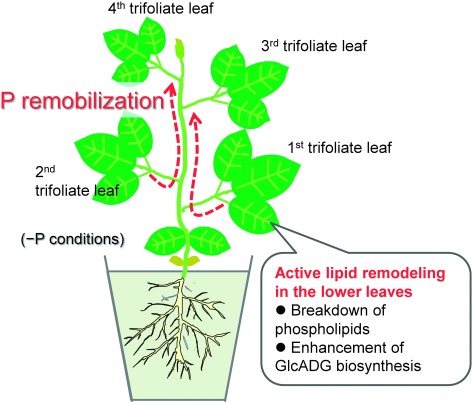 Figure 5. P remobilization in soybean plants through tissue-dependent lipid remodeling proposed by current study.