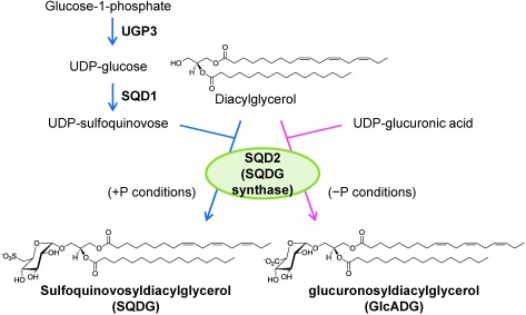 Figure 1. Biosynthesis of SQDG and GlcADG in Arabidopsis.