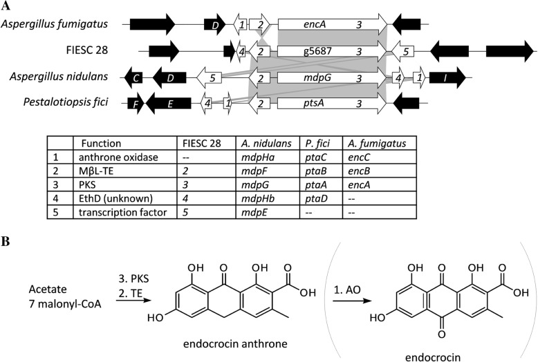 Fig. 4