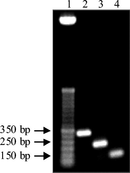 FIG. 7.