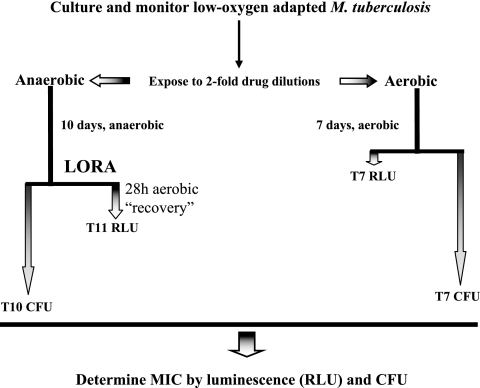 FIG. 1.