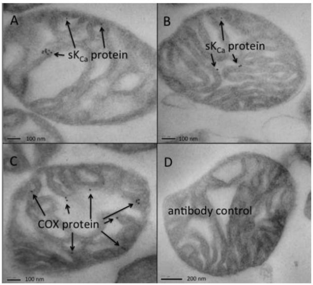 Fig. 11