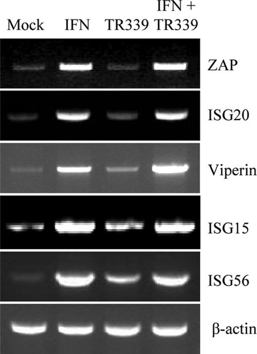 FIG. 7.