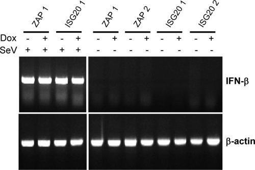 FIG. 5.