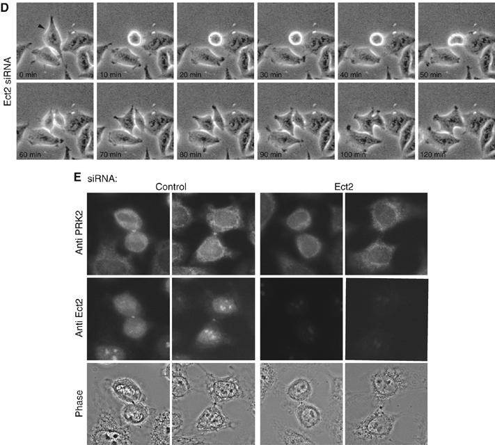 Figure 3de