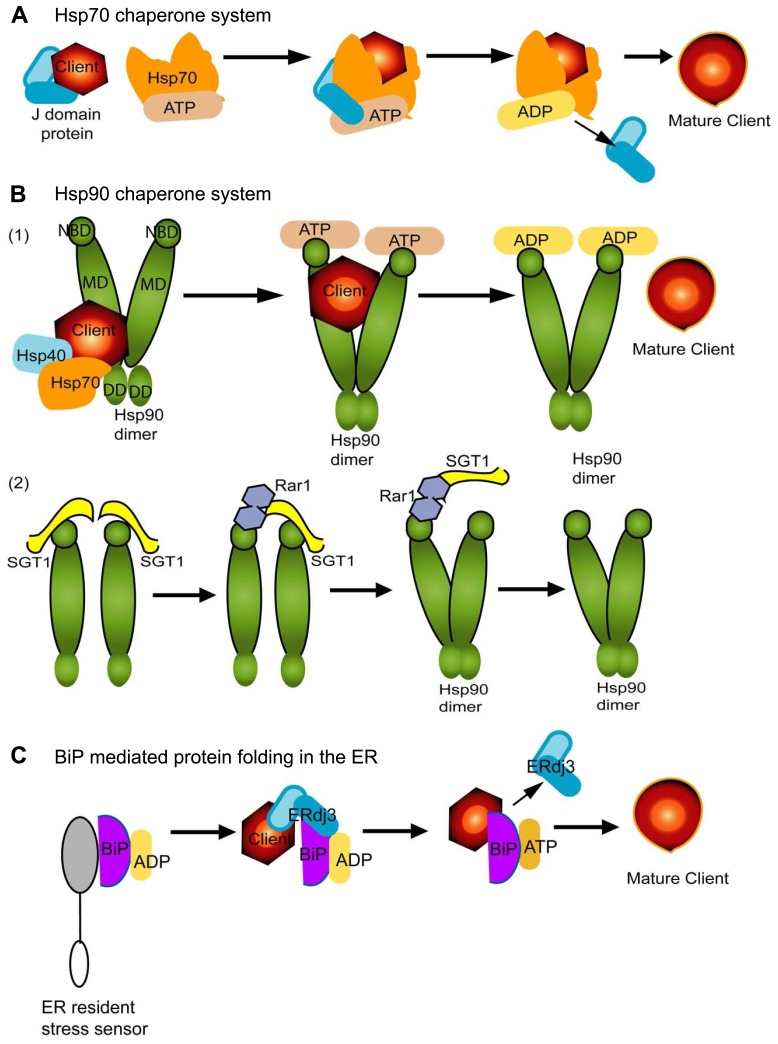 FIGURE 1