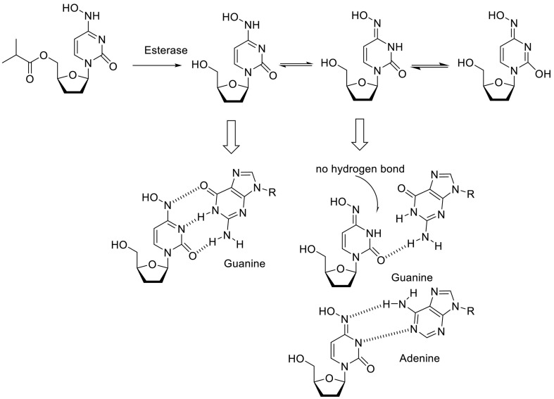 Fig. 19