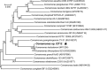 FIG 1
