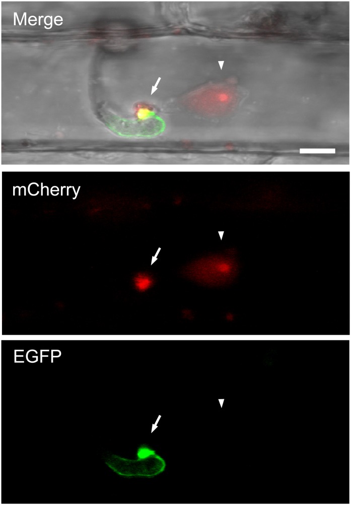 Figure 1.