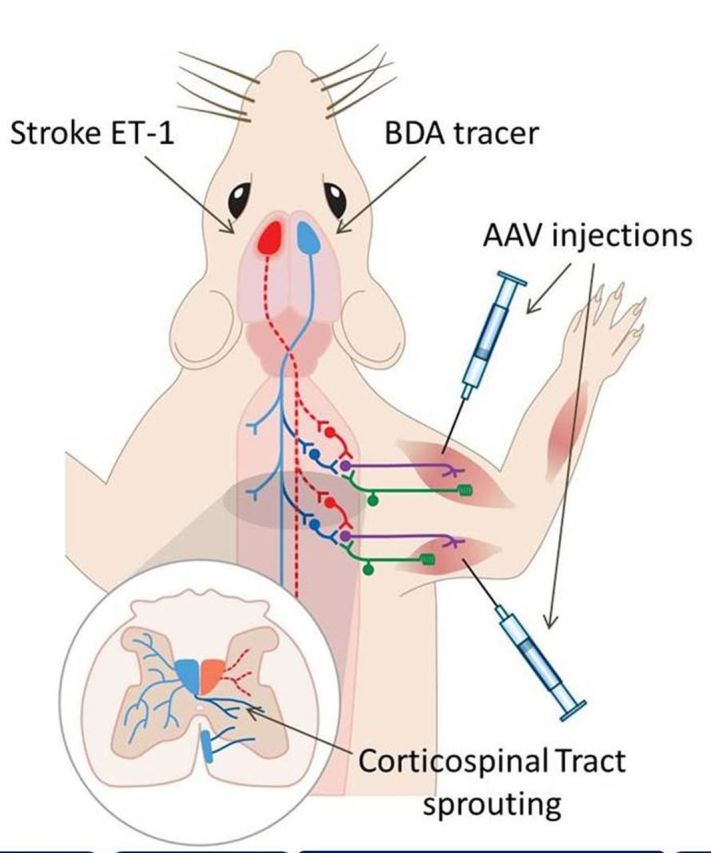 graphic file with name awv341fig1g.jpg