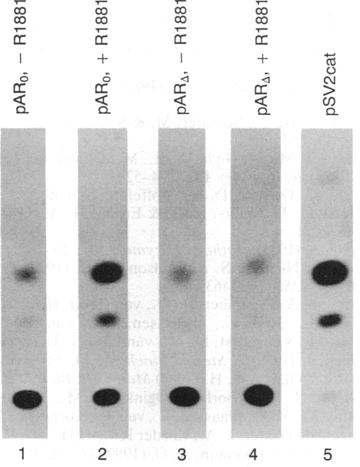 graphic file with name pnas01045-0080-a.jpg