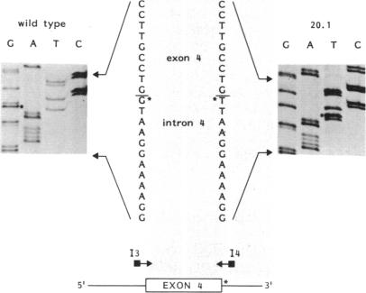 graphic file with name pnas01045-0078-a.jpg