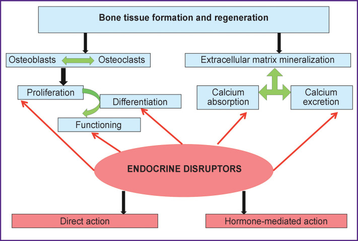 Main targets and mechanisms of dysregulation action of endocrine disruptors interfering with the development and regeneration of bone tissue (the authors’ drawing)