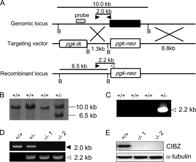 FIGURE 1.