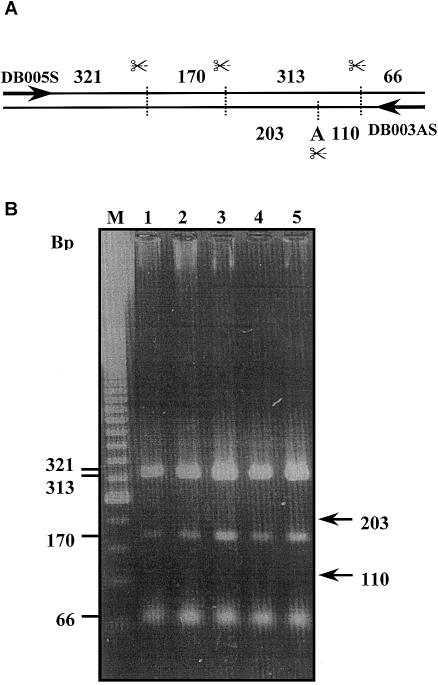 Figure  1