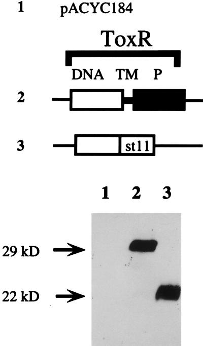 FIG. 8