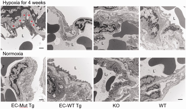 Fig. 4.