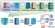 graphic file with name ADVS-12-2411540-g008.jpg