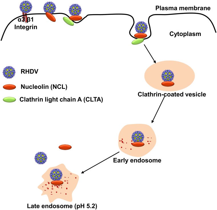 Fig 10