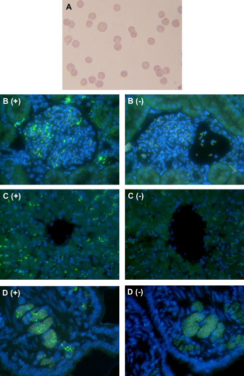 Fig. 1