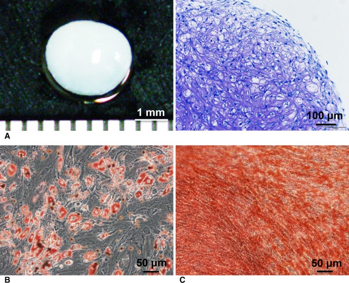 Fig. 3A–C