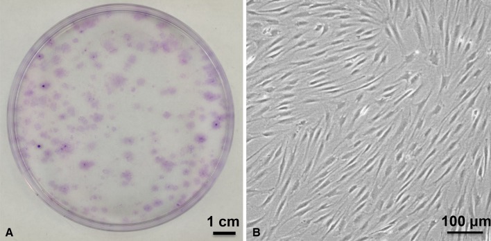 Fig. 2A–B