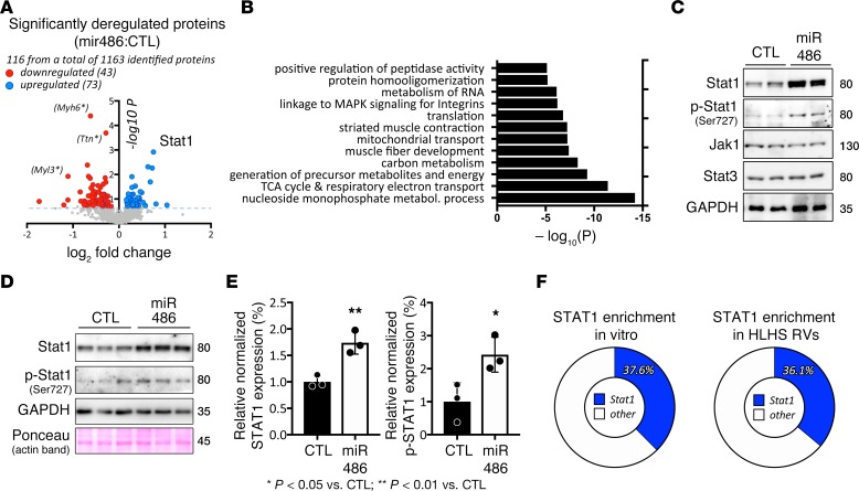 miR-486 is modulated by stretch and increases ventricular growth - PMC