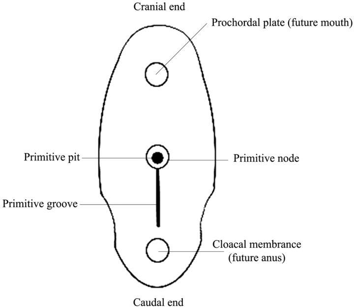 Fig 1.