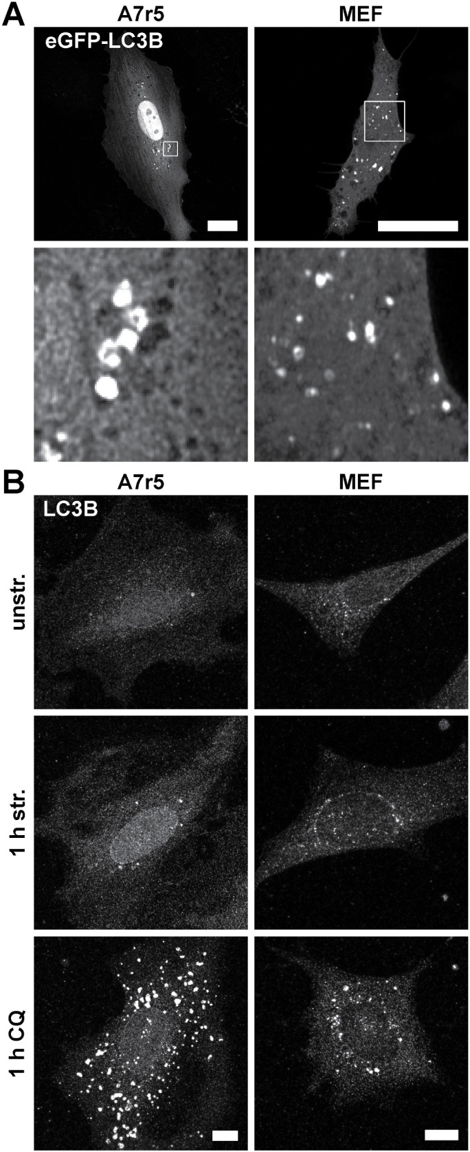 FIGURE 1: