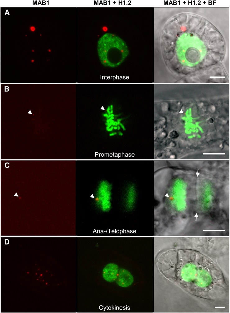 Figure 6.