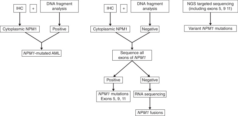 Figure 3. IHC and molecular procedure for recognizing NPM1 mutations occurring outside exon 12 and NPM1-containing fusion proteins.