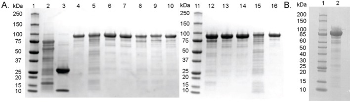 Figure 5—figure supplement 3.