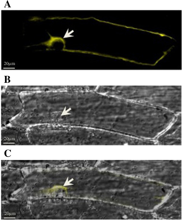 Figure 5