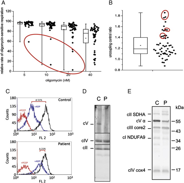 Fig. 6