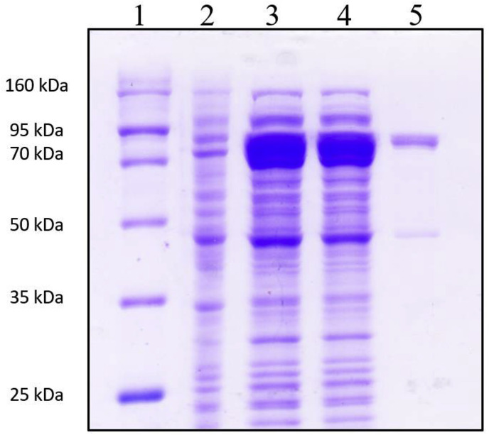 Fig. 6