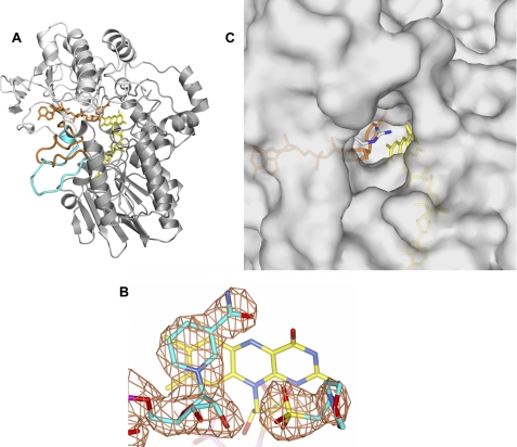 FIGURE 1.