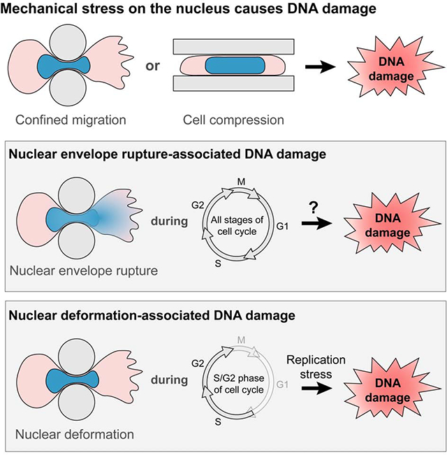 graphic file with name nihms-1649402-f0001.jpg