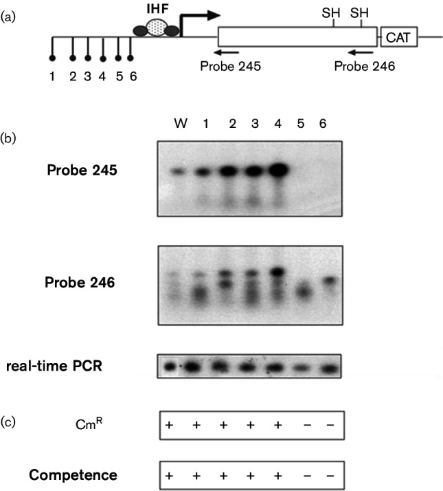 Fig. 6.