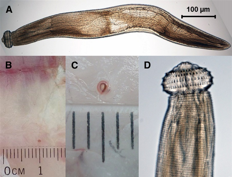 Figure 1.